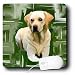 labrador39  - Dogs Labrador Retriever Labrador Retriever Mouse Pads