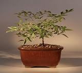 Heavenly Bamboo Bonsai Tree - Medium.(nandina 
