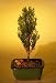 Bonsai Boy's Italian Cypress Evergreen Bonsai Tree<br><i>(cupressus sempervirens)</i>