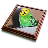 Birds - Budgie Parakeet - Trivets