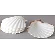 Harold Imports Natural Baking Shells Set/4