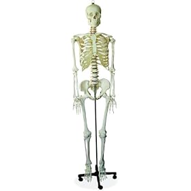 Scientific Anatomical Model : Life Size Human Skeleton