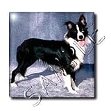 Dogs Border Collie - Border Collie - Tiles