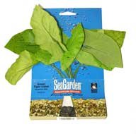Tiger Lotus Aquarium Plant, Medium Green
