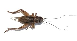 1000 Live Crickets - Large 1 1000 Live Crickets - Large 1