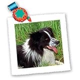 Dogs Border Collie - Border Collie - Quilt Squares