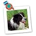 Dogs Border Collie - Border Collie - Quilt Squares