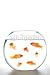 Wallmonkeys Peel and Stick Wall Decals - Goldfische - Removable Graphic