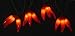 Set of 36 Red Chili Pepper Cluster Christmas Lights - Brown Wire
