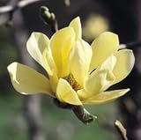 Review giftaplant Ref: MAGBUT1 / Magnolia Butterflies