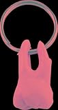 Tooth Key Chain Anatomy Accessory
