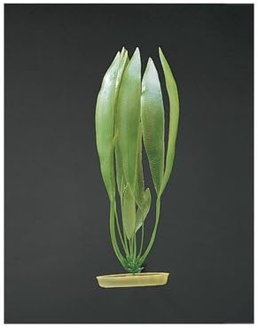 Aquascaper Amazon Sword Plant Xl 15 In (Pack of 2)