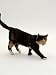 Domestic Cat, Polydactyl Tortoiseshell Showing Muscle Wastage and in Poor Condition A...