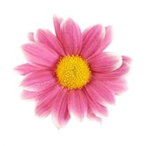 Daisies, Pink, Wholesale Box of 240 Flowers