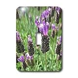 Patricia Sanders Flowers - lavender inspiration - Light Switch Covers - single toggle switch