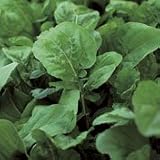 Organic Sputnik Arugula - 300 Seeds - Reseeding Annual