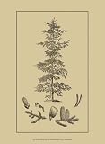 Arbor Study II - Artist: Vision Studio - Art Print Poster - With a Black Wood Frame - Image Size: 6.50 by 11.00 inches Art Print Poster - With a Black Wood Frame