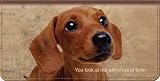Faithful Friends - Dachshund Checkbook Cover