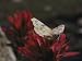 A Pieris Butterfly Perches on an Indian Paintbrush Flower Photographic Poster Print by Paul Chesley, 48x64
