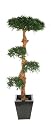 Artificial Podocarpus Bonsai Tree - 150cm - Real Wood Stem