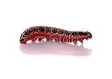 Wallmonkeys Peel and Stick Wall Decals - Red Caterpillar - Removable Graphic