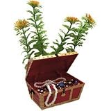 Action Treasure Chest Plant Combo - Large - 3 12 in. x 2 14 in. x 3 in.