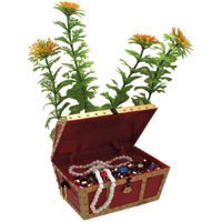 Buy Action Treasure Chest Plant Combo – Large – 3 12 in. x 2 14 in. x 3 in.