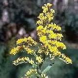 Stiff Goldenrod (Solidago rigida) - Jumbo Wildflower Seed Packet
