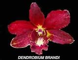 Dendrobium Brandi