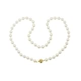 14k Yellow Gold Saltwater Cultured Akoya Pearl AA Grade 7-7.5mm Necklace, 18