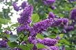 Premium Potted Charles Joly Lilac Five Gallon