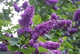 Premium Potted Charles Joly Lilac Five Gallon