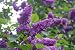 Premium Potted Charles Joly Lilac Five Gallon
