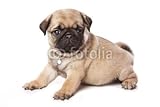 Wallmonkeys Peel and Stick Wall Decals - Pug Puppy on White Background - 36