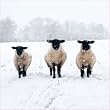 sheep shelter