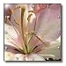 Beautiful Pink Lily Flower- Easter Flowers- Macro Photography - 10x10 Wall Clock