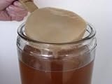 Kombucha Starter