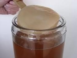 Kombucha Starter