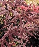 Review   / 1.5m Japanese Maple Plant - Acer Palmatum Fireglow