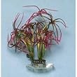 Water Bamboo Plant - 5 in.
