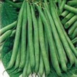 Slenderette Bush Bean - 400+ Seeds - VALUE PACK ! - B001IJV376