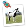 Horse - Paint Horse - Quilt Squares