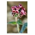 Jerusalem Sage, Photographic Poster Print by Lynn Keddie, 18x24