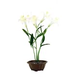 Buy Lilies with 5 Blinking Leds Garden Solar Light by GSL&node=2972638011
