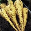 SUTTONS SEEDS: Parsnip Tender and True: 300 Seeds (300 seeds)