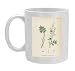Photo Mugs of Artemisia Absinthium from Mary Evans