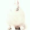 White Lies