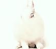 White Lies