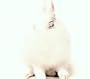 White Lies