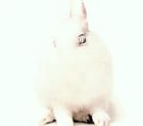 White Lies